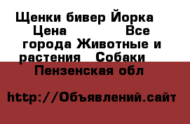 Щенки бивер Йорка  › Цена ­ 30 000 - Все города Животные и растения » Собаки   . Пензенская обл.